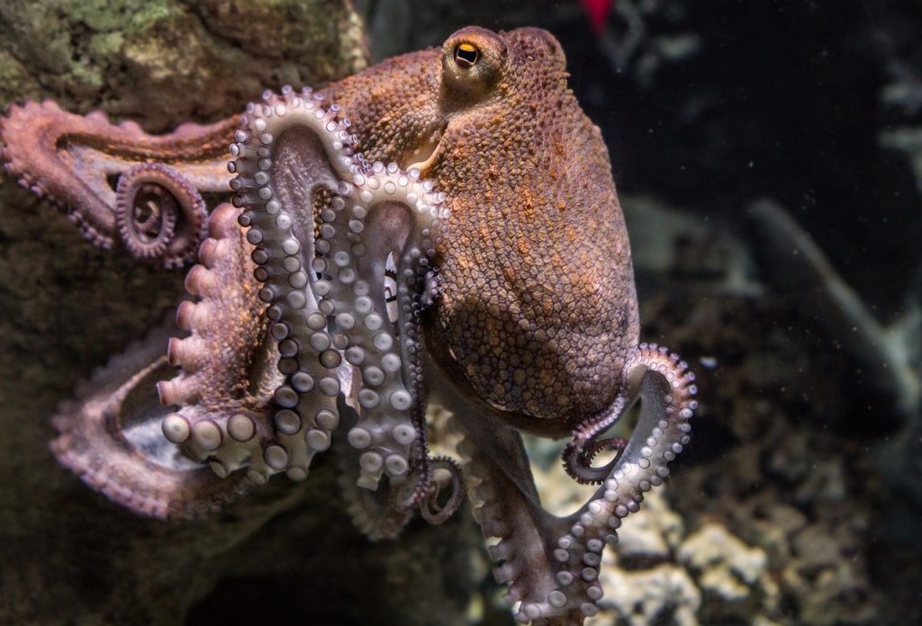 Octopus : Tous ses secrets révélés au grand jour