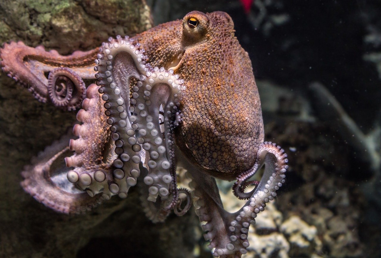 OctopusSquidCalamari分别是什么意思百度知道