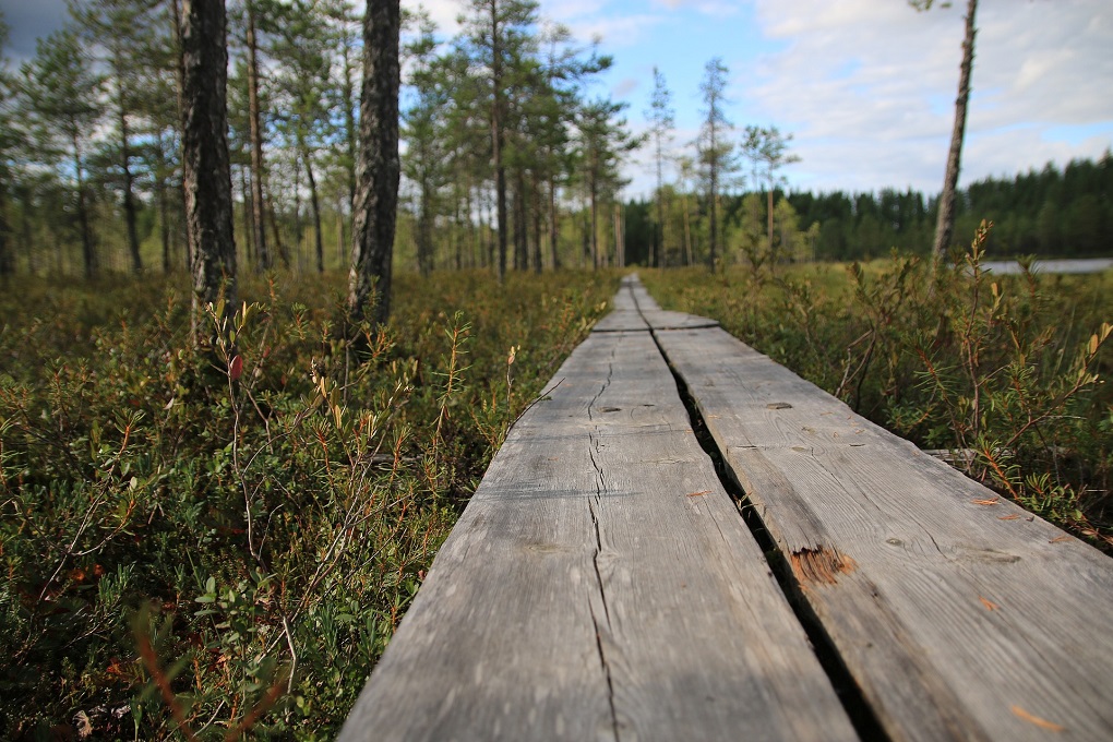 route en bois