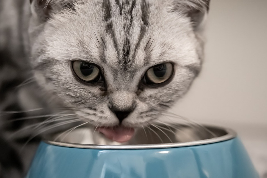 Nourrir convenablement son chat avec une croquette personnalisée 