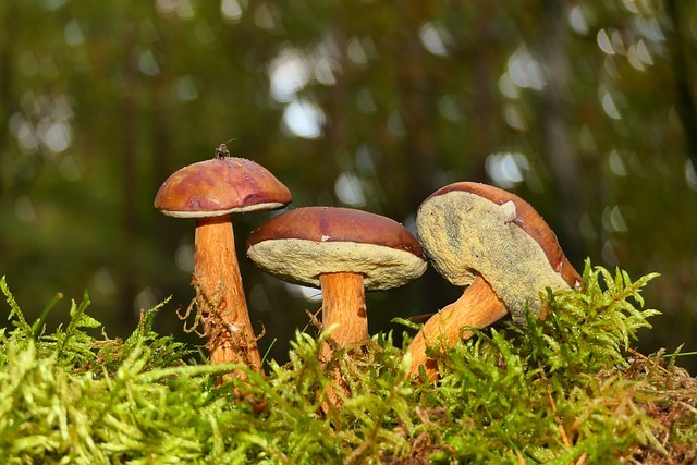 Champignons sauvages sautés